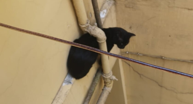 gatto