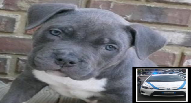 Pitt bull