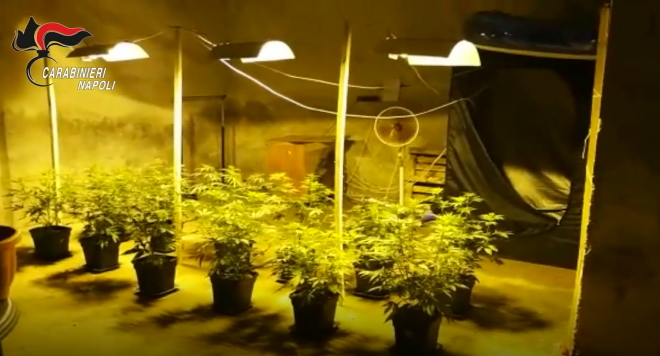 serra marijuana