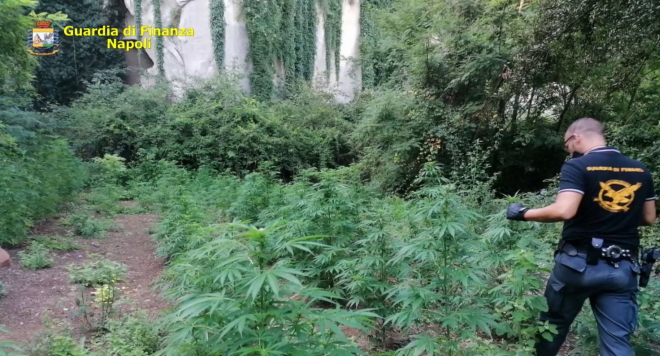 piante droga